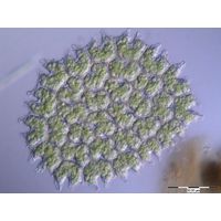 Pediastrum angulosum