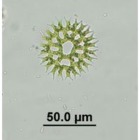 Parapediastrum biradiatum