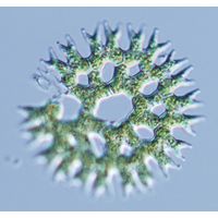 Parapediastrum biradiatum
