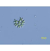 Parapediastrum biradiatum