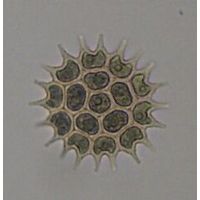 Pseudopediastrum boryanum