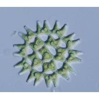 Pediastrum duplex
