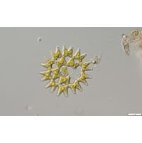 Pediastrum duplex