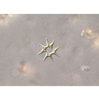 Pediastrum duplex