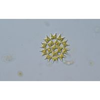 Pediastrum duplex