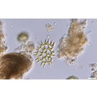Piediastrum duplex