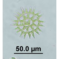 Pediastrum duplex