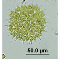 Pediastrum duplex