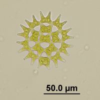 Pediastrum duplex