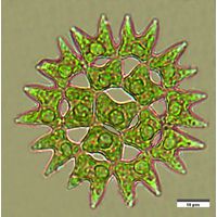 Pediastrum duplex