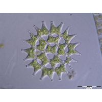 Pediastrum duplex