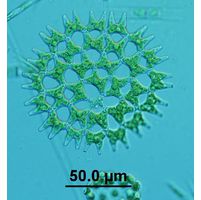 Pediastrum duplex