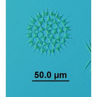 Pediastrum duplex