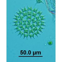 Pediastrum duplex