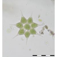 Monactinus simplex