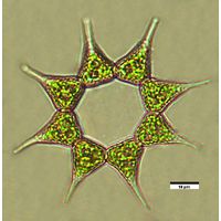 Monactinus simplex