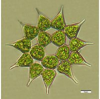Monactinus simplex