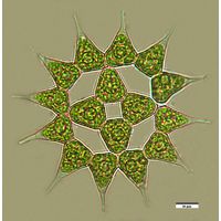 Monactinus simplex