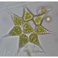 Monactinus simplex