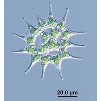 Monactinus simplex