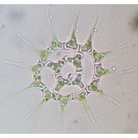 Monactinus simplex