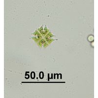 Pediastrum tetras