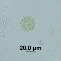 Stauridium tetras