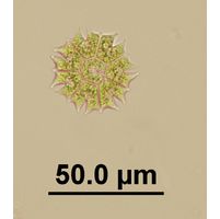 Stauridium tetras