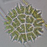 Stauridium tetras