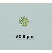 Stauridium tetras