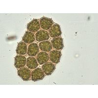 Pseudopediastrum integrum