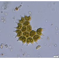 Pseudopediastrum boryanum
