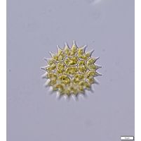 Pseudopediastrum boryanum