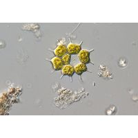 Pseudopediastrum brevicorne