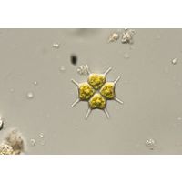 Pseudopediastrum brevicorne