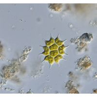 Pseudopediastrum boryanum