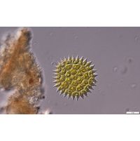 Pseudopediastrum borynaum