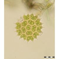 Pseudopediastrum boryanum