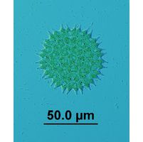 Pseudopediastrum boryanum