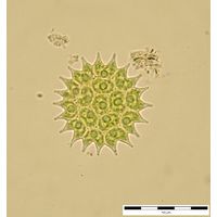 Pseudopediastrum boryanum