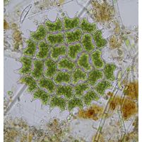 Pseudopediastrum boryanum
