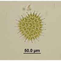 Pseudopediastrum boryanum var. longicorne