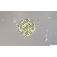 Pseudopediastrum forcipatum