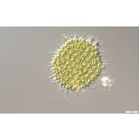 Pseudopediastrum forcipatum