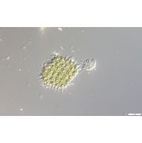 Pseudopediastrum forcipatum