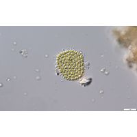 Pseudopediastrum forcipatum