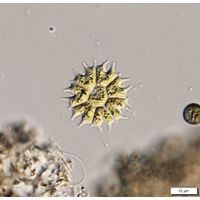 cfr. Stauridium tetras