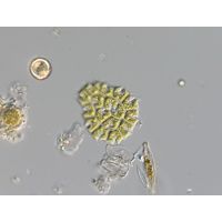 Stauridium tetras