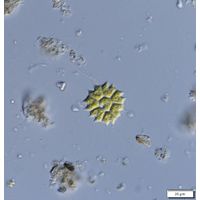 Stauridium tetras