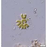 Stauridium tetras
